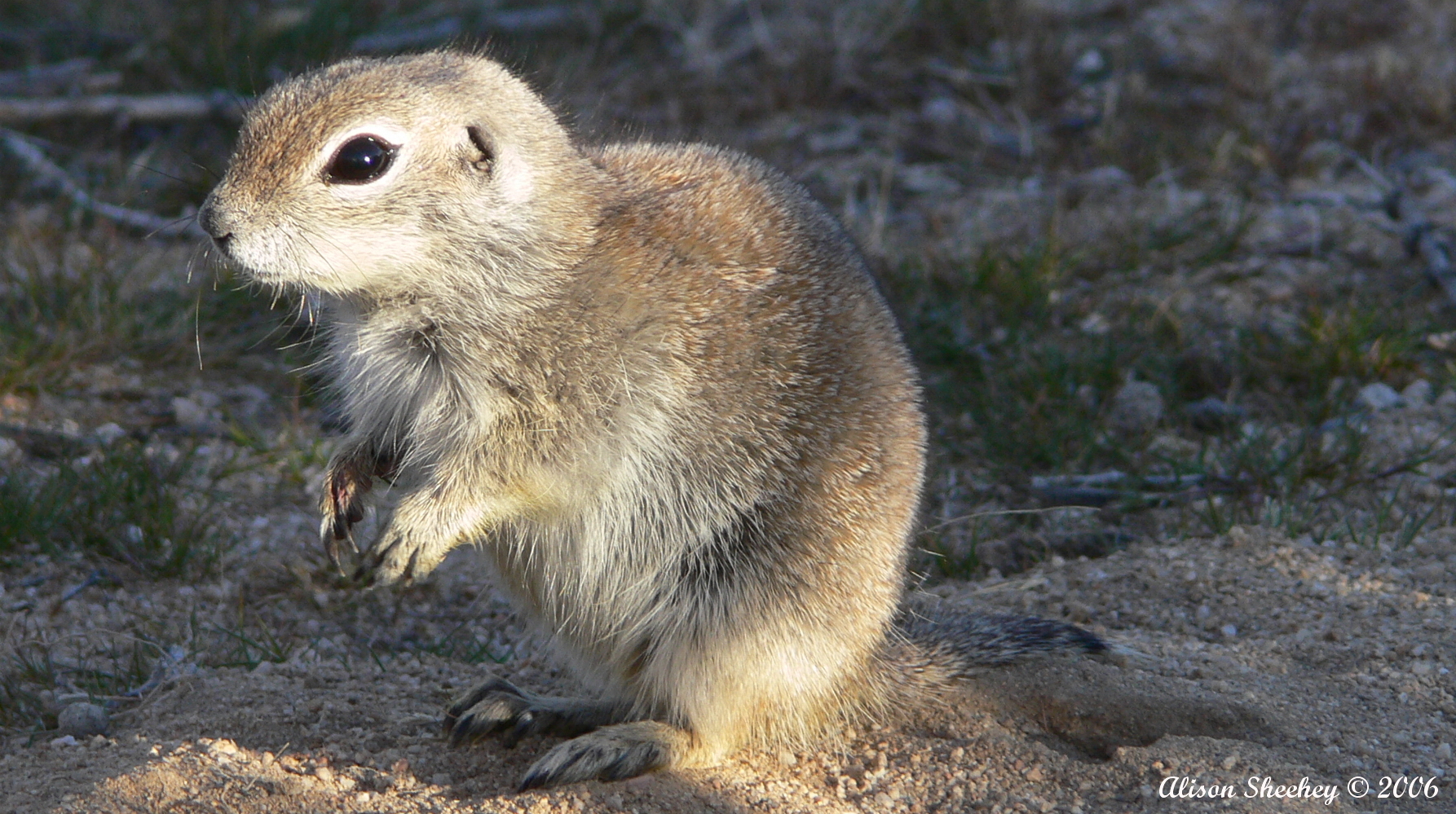 Show Some Appreciation for the Mohave Ground Squirrel with These Seven